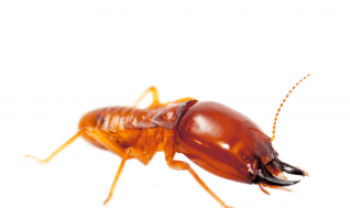 Termites